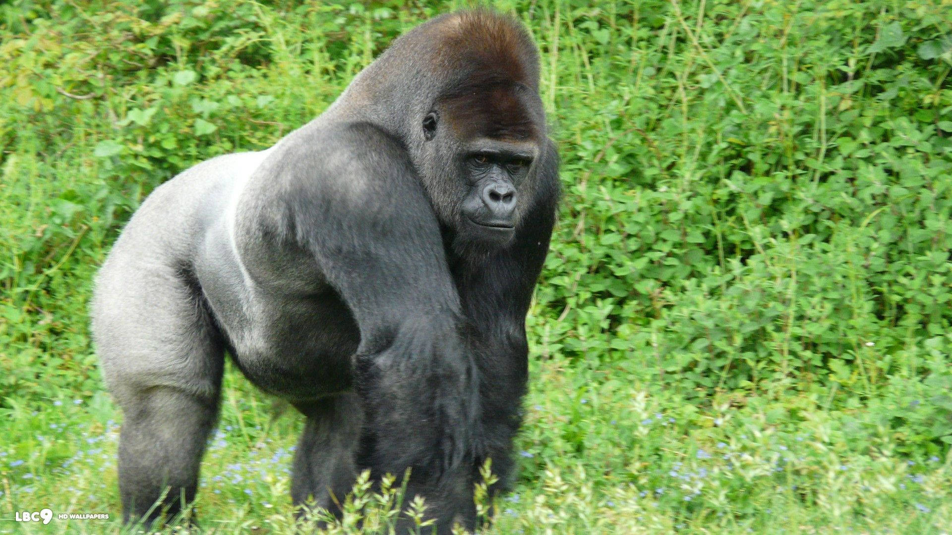 Gorilla